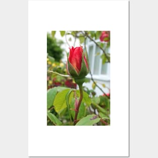 red rosebud Posters and Art